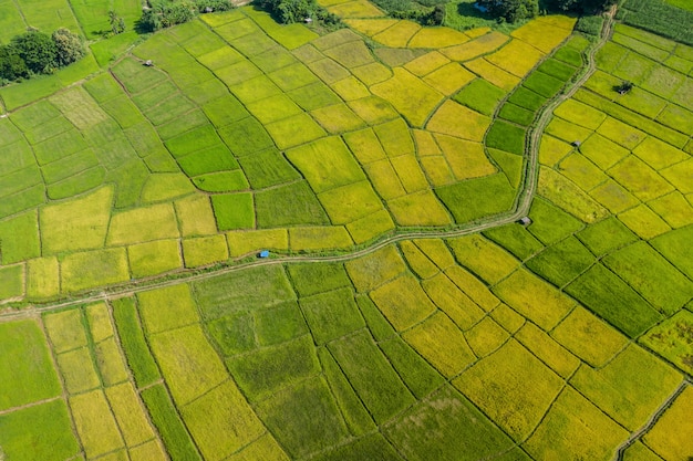 Hermoso paisaje de arrozales para la cosecha