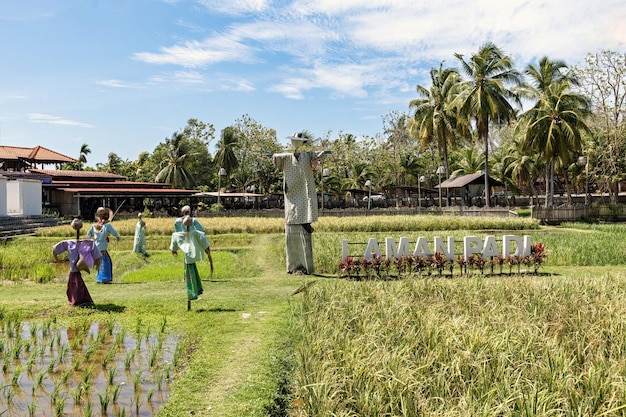 Hermoso paisaje de arrozales en Laman Padi Langkawi Muzium Laman Padi en Langkawi Malasia