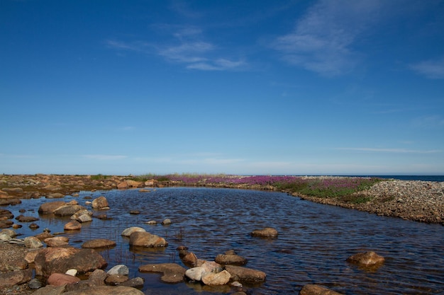 Hermoso paisaje ártico en colores de verano con flores rosas cielos azules y nubes suaves Arviat