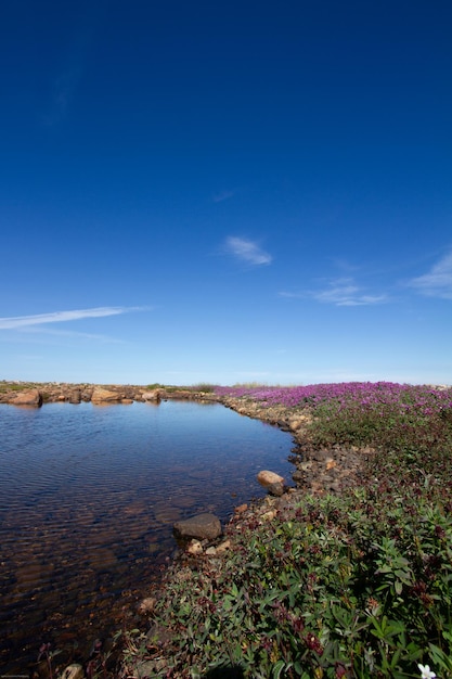 Hermoso paisaje ártico en colores de verano con flores rosas cielos azules y nubes suaves Arviat