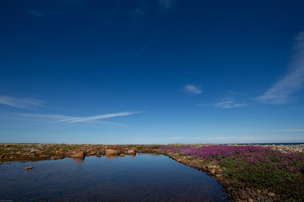 Hermoso paisaje ártico en colores de verano con flores rosas cielos azules y nubes suaves Arviat