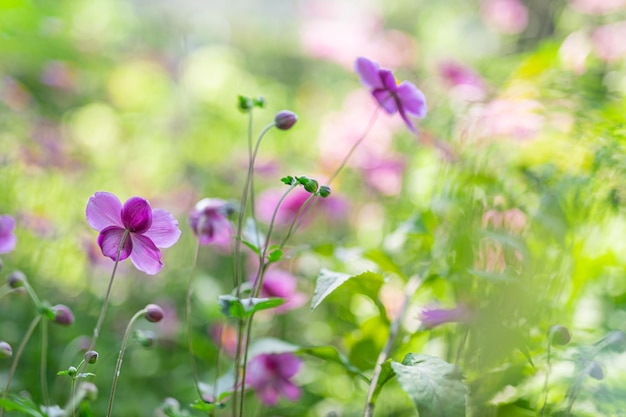 Hermoso paisaje asombroso del campo de flores del cosmos en el parque natural de principios de otoño, fondo de papel tapiz.