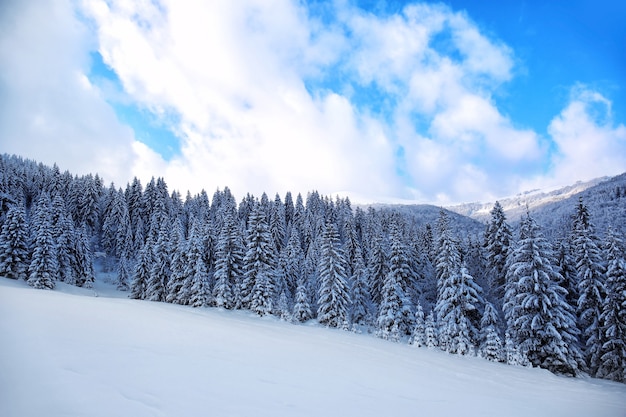 Hermoso paisaje de bosque de abetos nevados en país de montaña