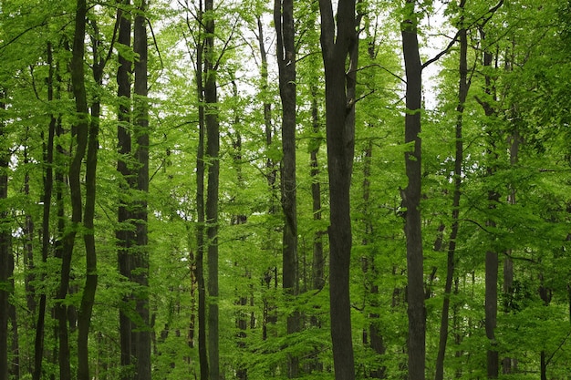 El hermoso paisaje del bosque de árboles en el fondo