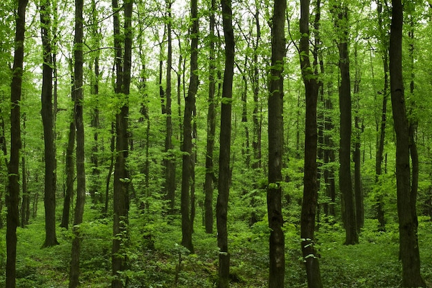 El hermoso paisaje del bosque de árboles en el fondo