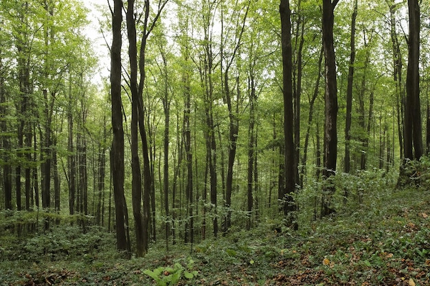 El hermoso paisaje del bosque de árboles en el fondo