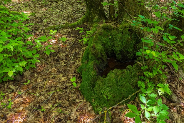 Hermoso paisaje de bosque caducifolio verde