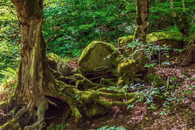 Hermoso paisaje de bosque caducifolio verde