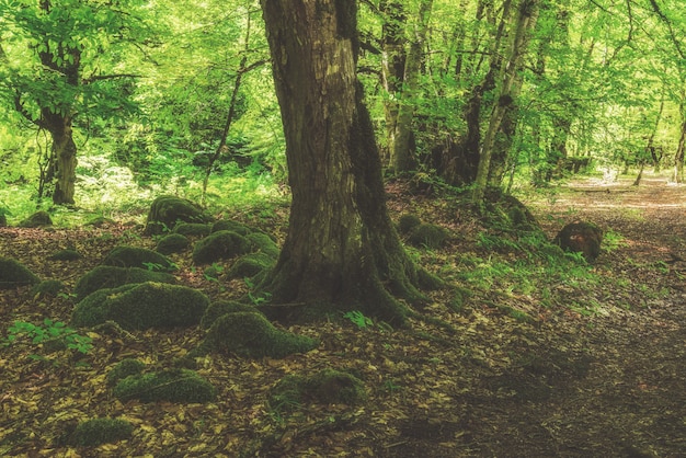 Hermoso paisaje de bosque caducifolio verde