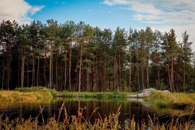 Hermoso paisaje con bosque cerca del lago. Temporada de acampada