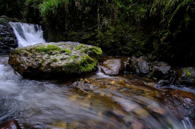 Hermoso paisaje de bosque interandino por donde corre un arroyo de agua que forma cascadas y un pequeño río