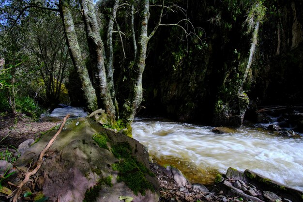 Hermoso paisaje de bosque interandino por donde corre un arroyo de agua que forma cascadas y un pequeño río