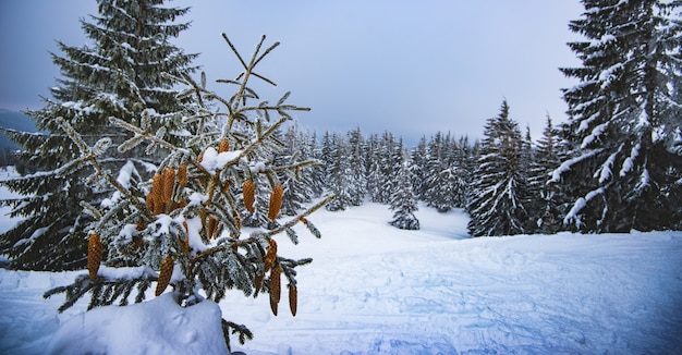 Hermoso paisaje de bosque de invierno con abeto pequeño