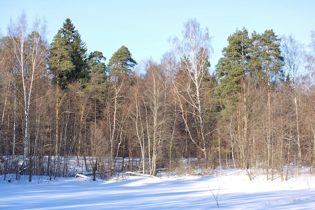 Hermoso paisaje de bosque de invierno