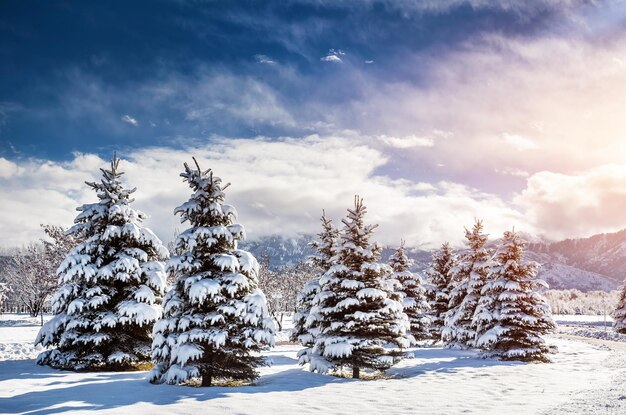 Hermoso paisaje de bosque de invierno