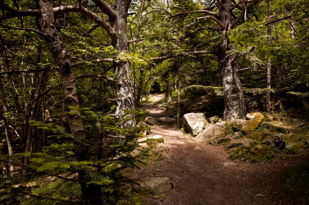 El hermoso paisaje del bosque de montaña