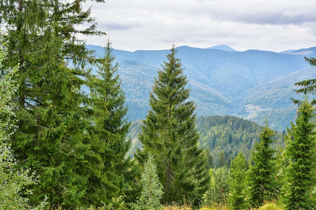 Hermoso paisaje con bosque de montaña