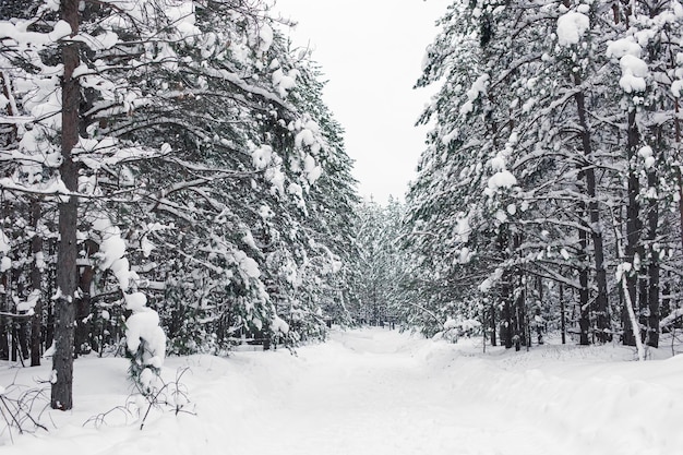 Hermoso paisaje de bosque nevado de invierno