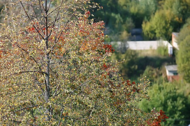 hermoso paisaje/bosque del parque otoñal, árboles de follaje amarillo, paisaje otoñal, caída de hojas