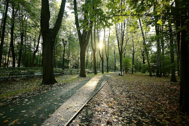 hermoso paisaje/bosque del parque otoñal, árboles de follaje amarillo, paisaje otoñal, caída de hojas