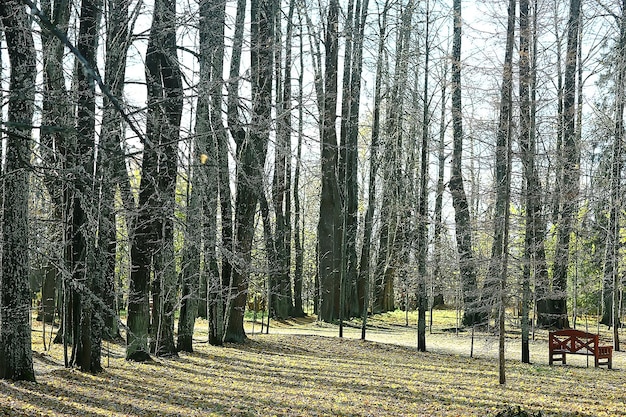 hermoso paisaje/bosque del parque otoñal, árboles de follaje amarillo, paisaje otoñal, caída de hojas