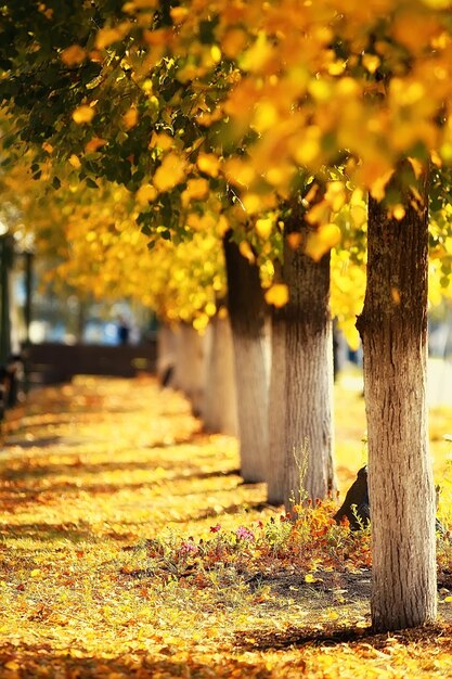 hermoso paisaje/bosque del parque otoñal, árboles de follaje amarillo, paisaje otoñal, caída de hojas