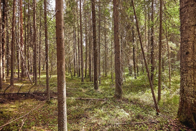 Hermoso paisaje de bosque de pinos en verano. Papel pintado de la naturaleza. Los altos árboles de los pinos que crecen en el viejo bosque.