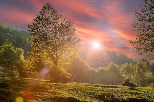 Hermoso paisaje con bosque solar y prado al amanecer los rayos del sol brillan a través de los árboles