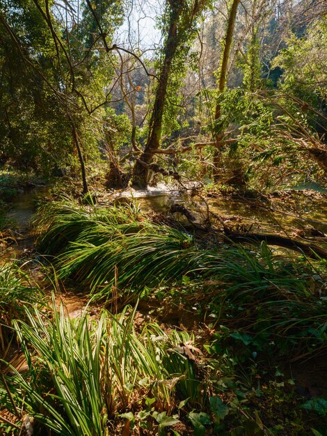 Hermoso paisaje de bosque