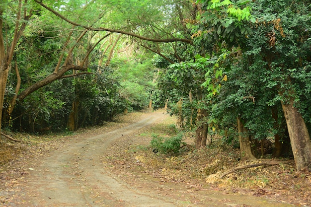 Hermoso de paisaje del camino con arbol.