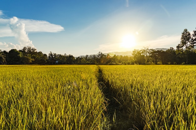 Foto hermoso paisaje de campo de arroz dorado y puesta de sol para el fondo