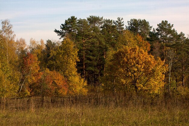 Hermoso paisaje Campo y borde de bosque