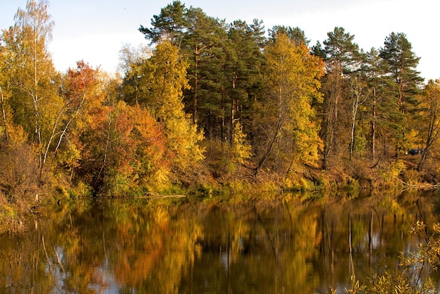 Hermoso paisaje Campo y borde de bosque