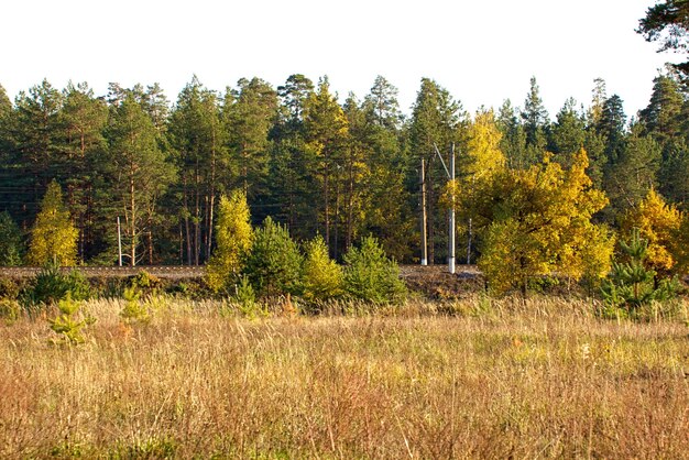 Hermoso paisaje Campo y borde de bosque