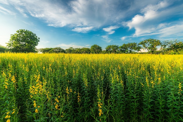 Hermoso paisaje de campo de cáñamo amarillo sunn floración amarilla floreciendo en campos para mejorar el suelo en el cielo del atardecer con nubes blancas en Tailandia