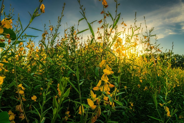 Hermoso paisaje de campo de cáñamo amarillo sunn floración amarilla floreciendo en campos para mejorar el suelo en el cielo del atardecer con nubes blancas en Tailandia