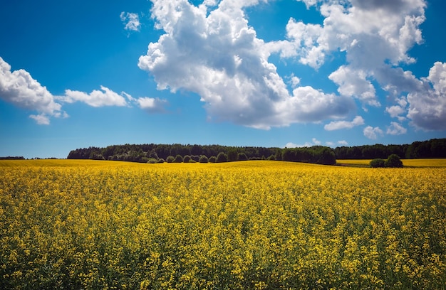 Hermoso paisaje con campo de canola amarilla Brassica napus L y cielo azul