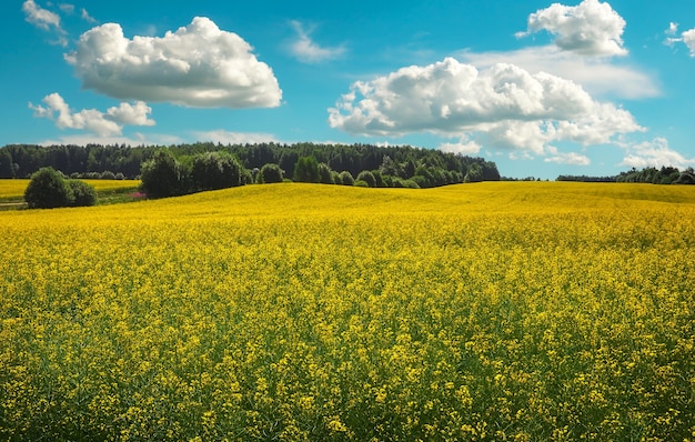 Hermoso paisaje con campo de colza amarilla (Brassica napus L.) y cielo nublado azul