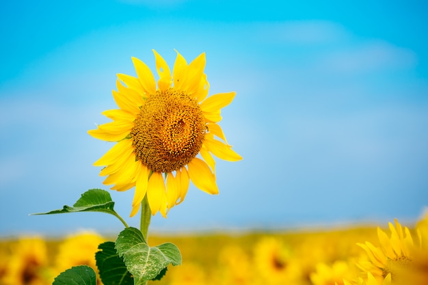 Hermoso paisaje con campo de girasol sobre cielo azul nublado y brillantes luces de sol