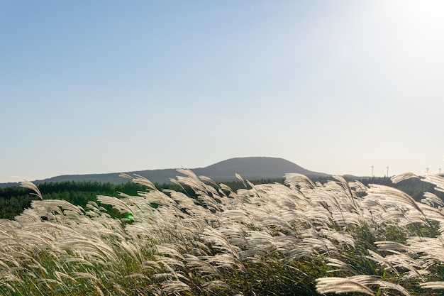 Un hermoso paisaje de campo de hierba de pampa iluminado por el sol de la tarde