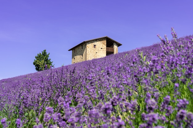 Hermoso paisaje de campo de lavanda de primer plano en verano.