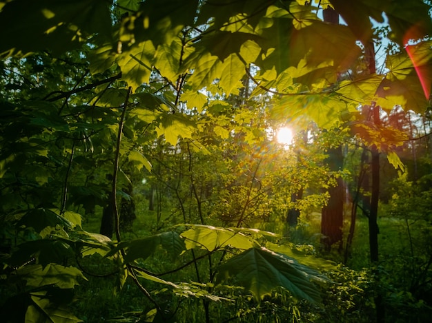 Hermoso paisaje de campo, la luz del sol atraviesa el follaje en un bosque de verano verde