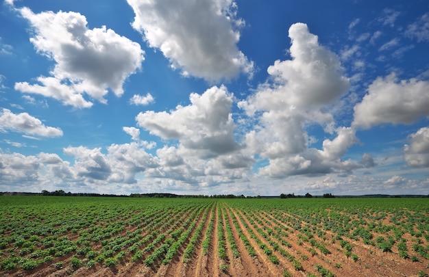 Hermoso paisaje con campo de patatas y cielo azul nublado.