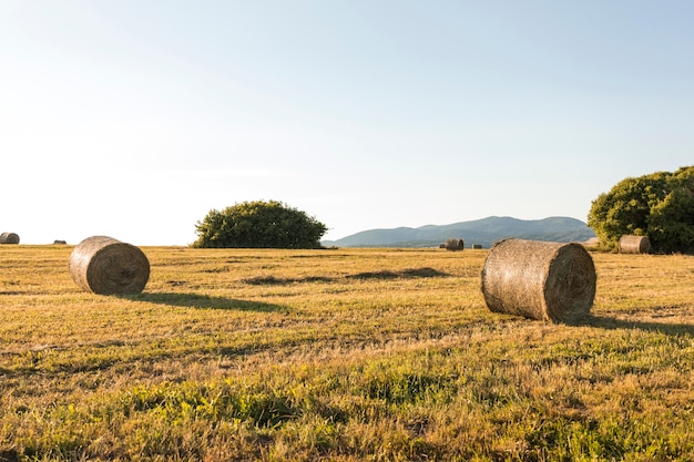 Foto hermoso paisaje con campo seco