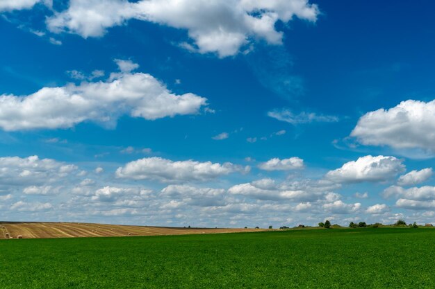 Hermoso paisaje de campo de verano Cielo azul y nubes esponjosas sobre un campo rural con trigo y otros cereales Pacas de heno o paja en el campo para secar y alimentar al ganado