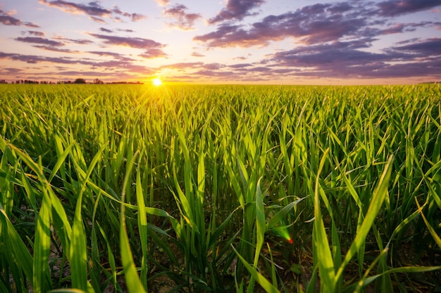 Hermoso paisaje de campo verde fresco de trigo en primavera Foto ancha brillante de campo agrícola en la mañana soleada enfoque en las plantas en primer plano