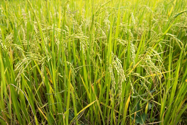 El hermoso paisaje de los campos de arroz en Tailandia
