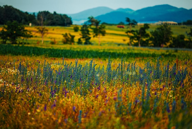 Hermoso paisaje con campos y montañas.