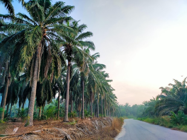 Hermoso paisaje de carreteras y palmeras en una zona de pueblo