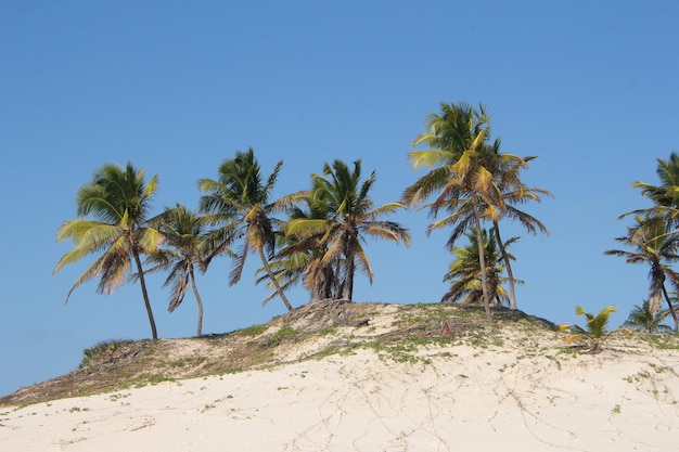 Hermoso paisaje con cocoteros y dunas.